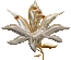 ����� ����� (madonna lily)